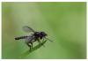 Bibio reticulatus